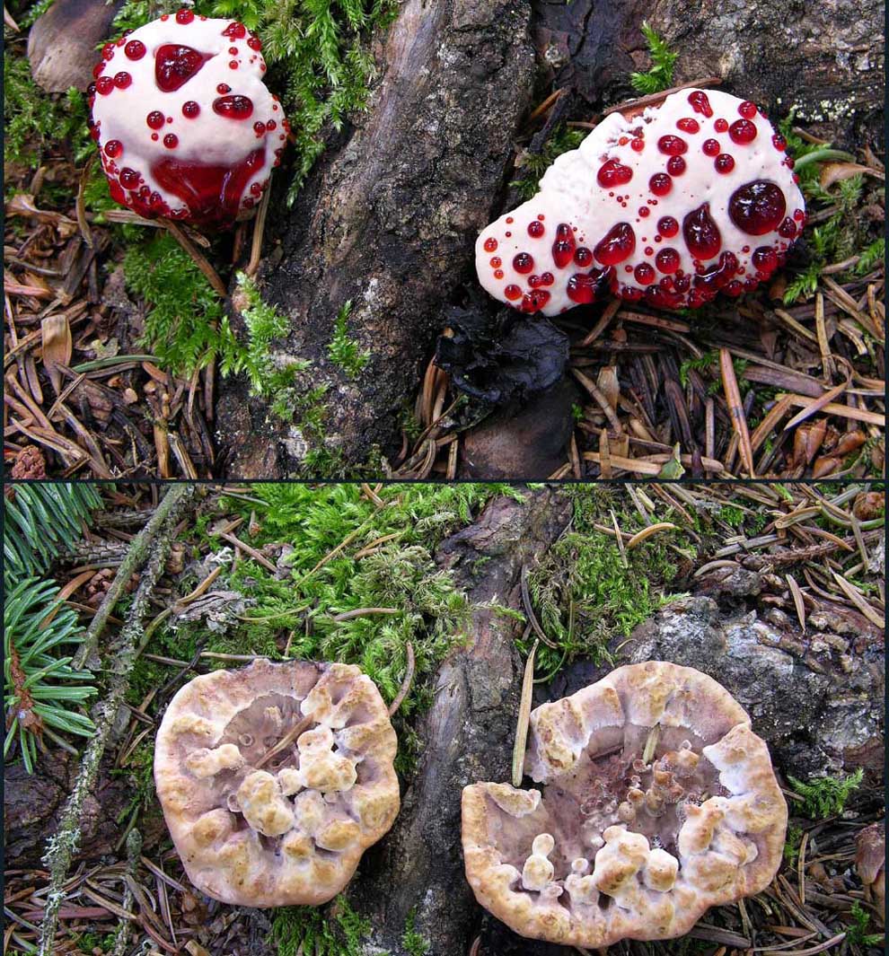 Hydnellum peckii Banker